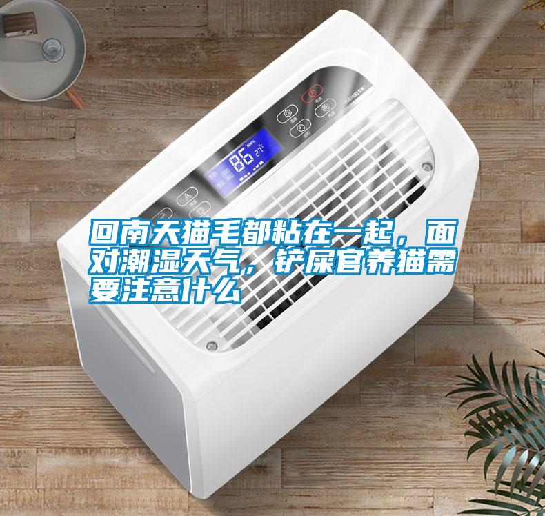 回南天貓毛都粘在一起，面對(duì)潮濕天氣<div   id=