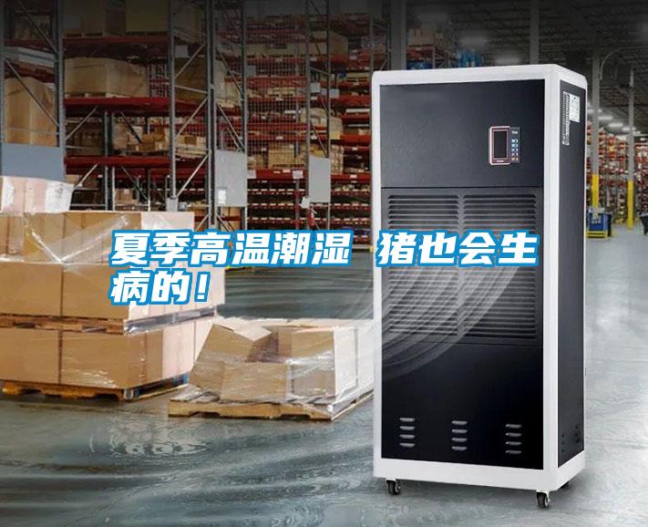 夏季高溫潮濕 豬也會(huì)生病的<div   id=