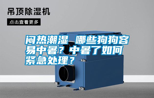 悶熱潮濕 哪些狗狗容易中暑？中暑了如何緊急處理<div   id=