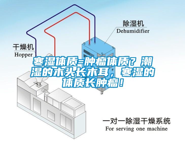 寒濕體質(zhì)=腫瘤體質(zhì)？潮濕的木頭長木耳<div   id=