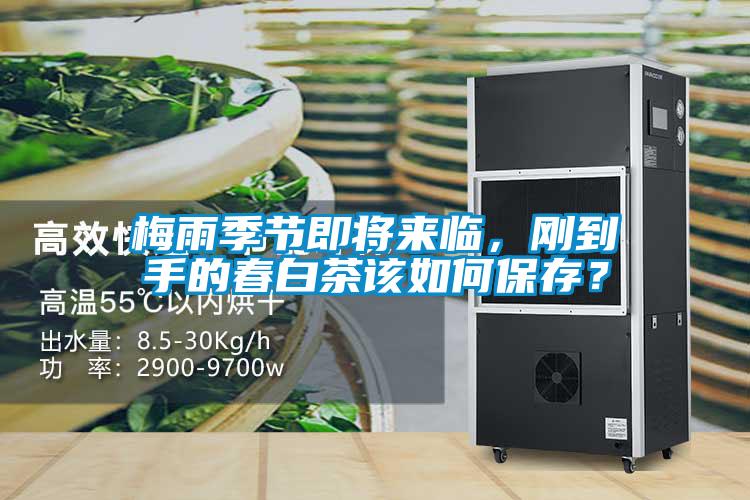 梅雨季節(jié)即將來(lái)臨，剛到手的春白茶該如何保存<div   id=
