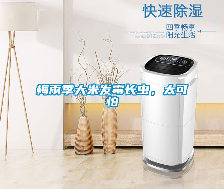 梅雨季大米發(fā)霉長(zhǎng)蟲<div   id=
