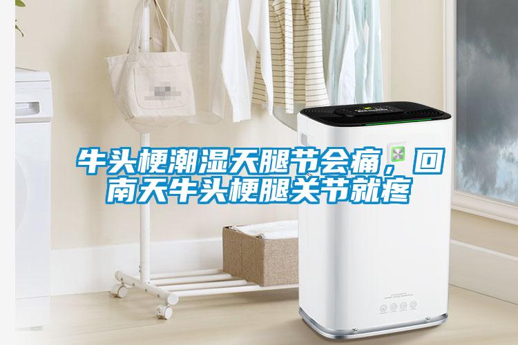 牛頭梗潮濕天腿節(jié)會痛,回南天牛頭梗腿關(guān)節(jié)就疼